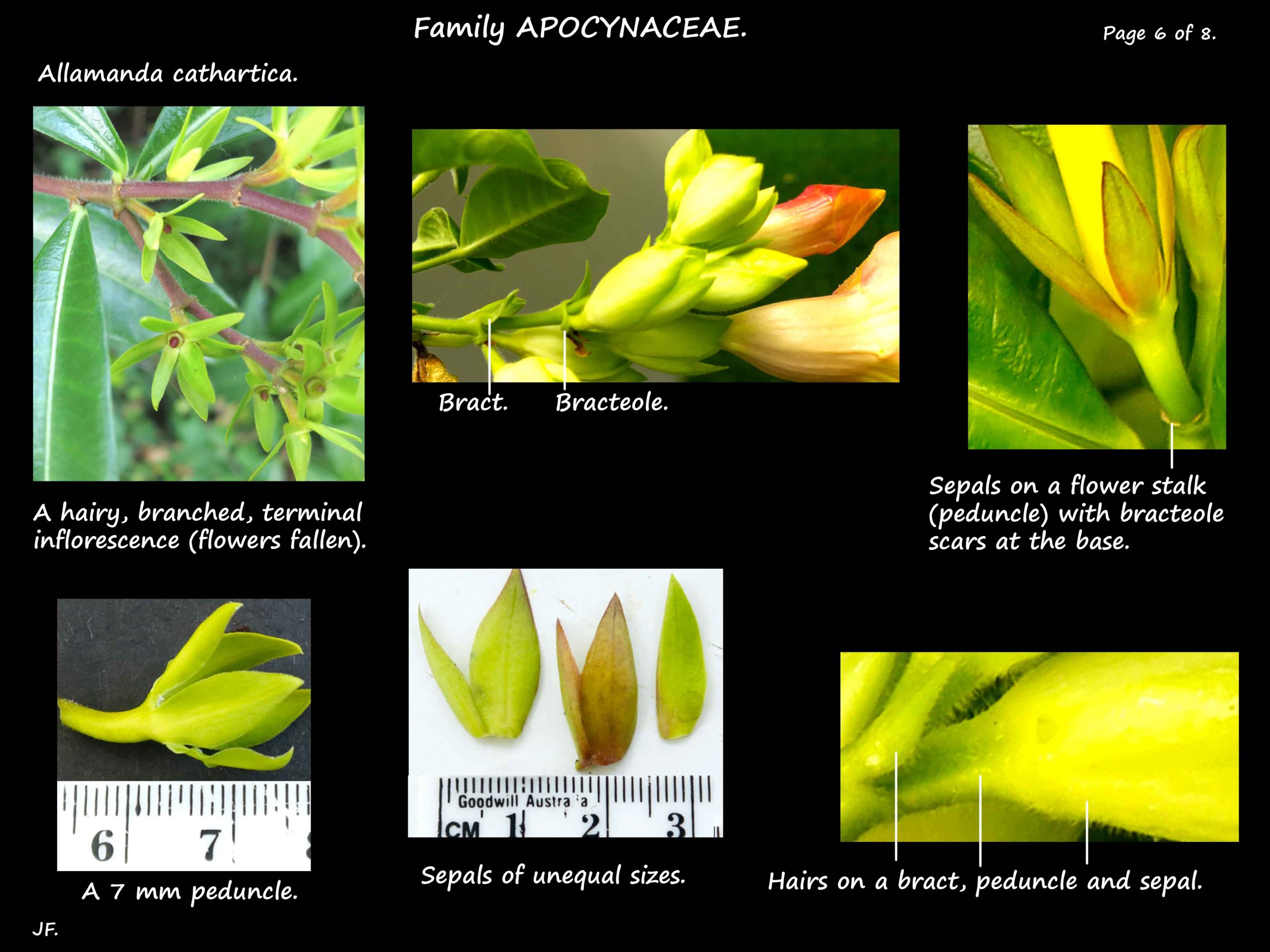 6 Allamanda cathartica sepals, bracts & bracteoles